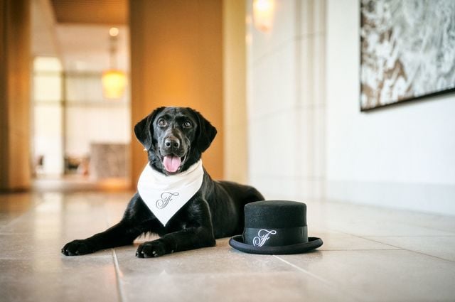 Black Labrador wearing a white Fairmont bandana lying on a hotel floor next to a Fairmont top hat.Meet Fairmont Banff Springs’ Canine Ambassador, ready to welcome guests with tail wags and charm.